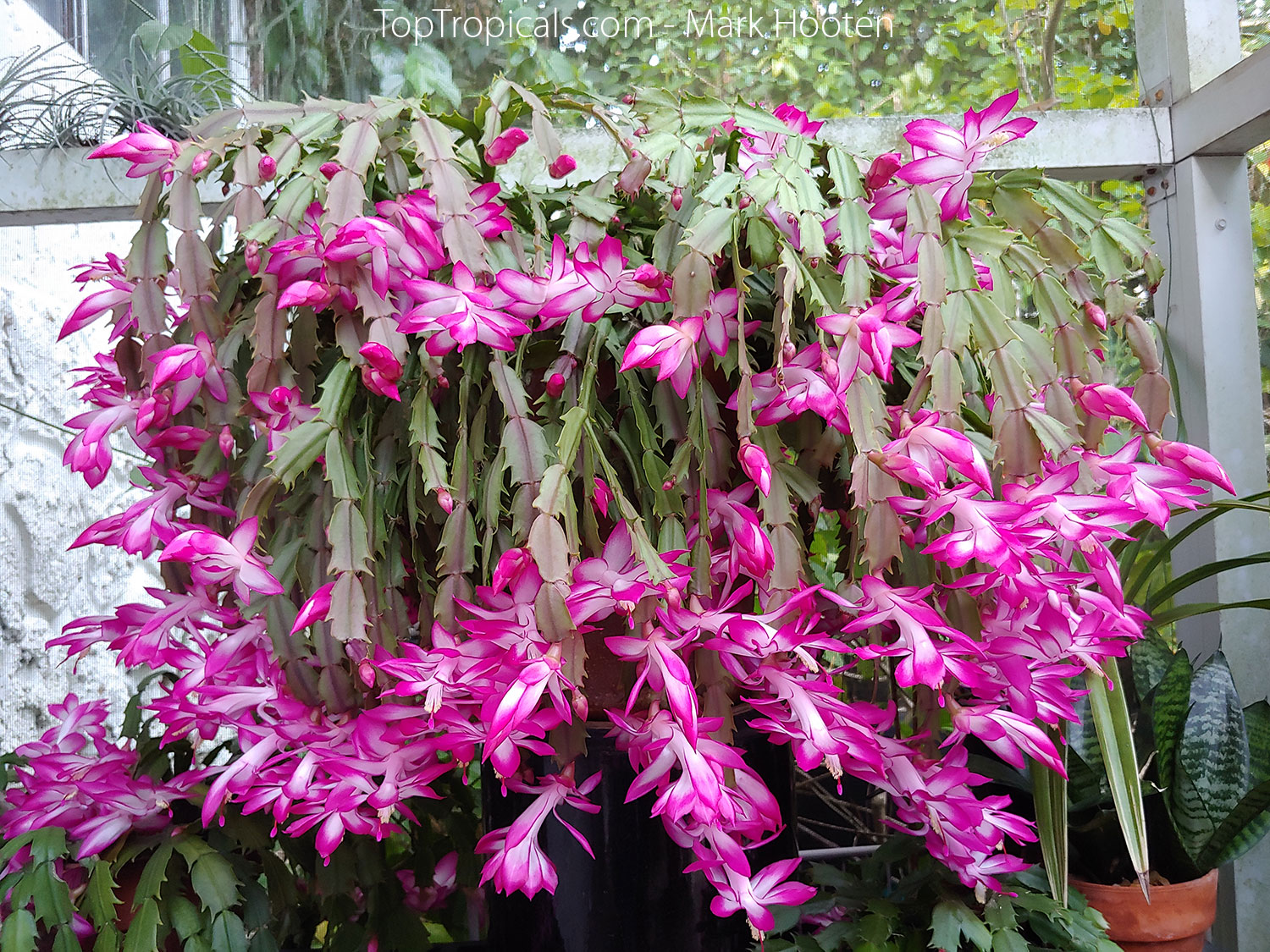 Schlumbergera sp., Orchid Cactus, Thanksgiving Cactus, Christmas Cactus ...