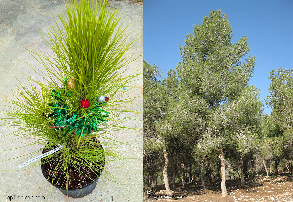 Pinus elliottii - Slash Pine Tree Pinus elliottii - Slash Pine Tree