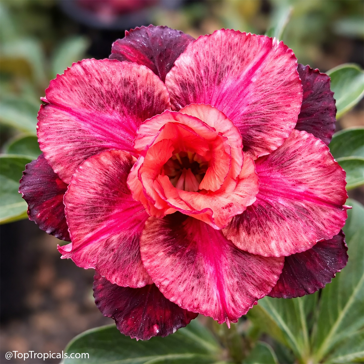 Desert Rose (Adenium) Colorful, Grafted Desert Rose (Adenium) Colorful, Grafted