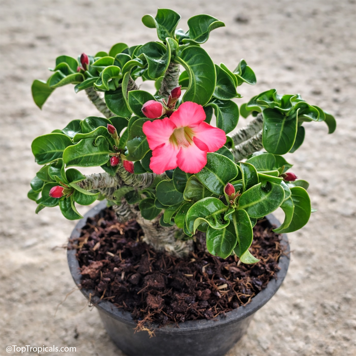 Desert Rose (Adenium) Dorset Horn, Grafted Desert Rose (Adenium) Dorset Horn, Grafted