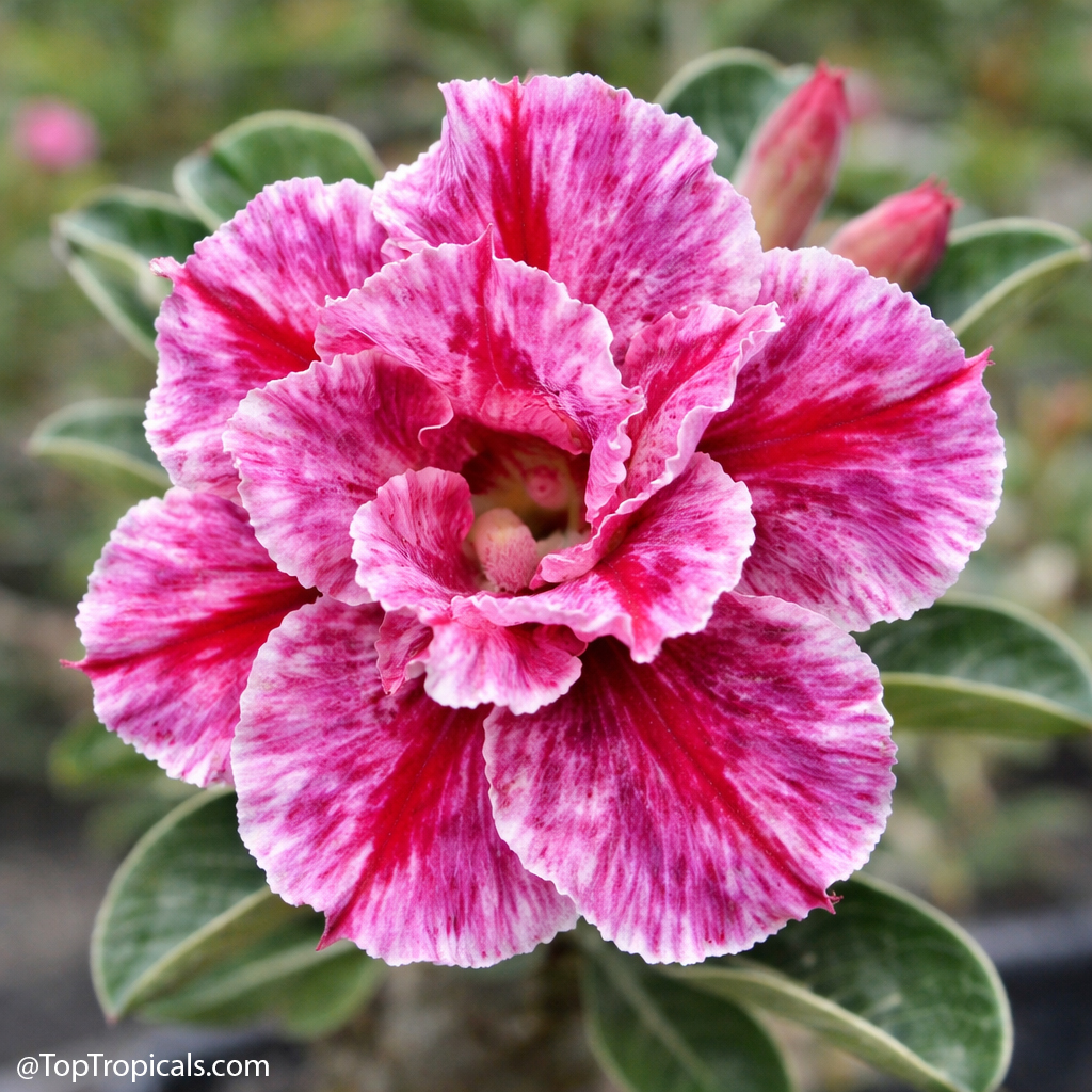 Desert Rose (Adenium) Faren, Grafted Desert Rose (Adenium) Faren, Grafted