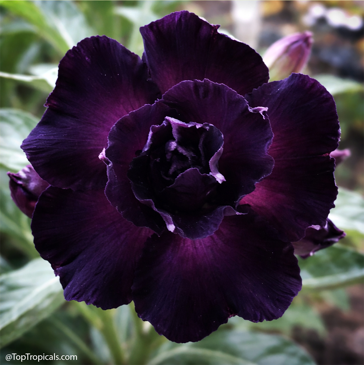 Desert Rose (Adenium) Mad Lady, Grafted Desert Rose (Adenium) Mad Lady, Grafted