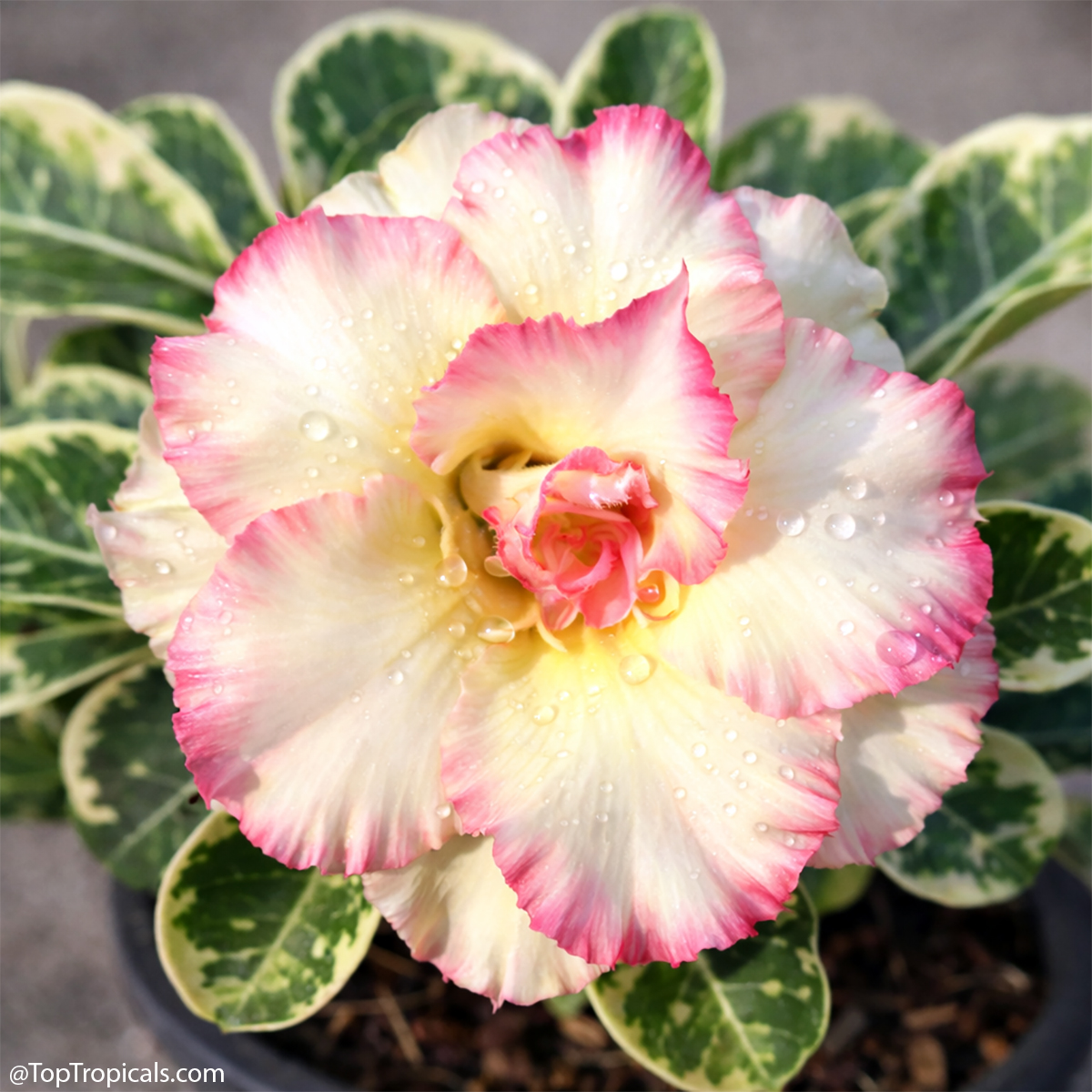 Desert Rose (Adenium) Wonderful Candy variegated, Grafted Desert Rose (Adenium) Wonderful Candy variegated, Grafted