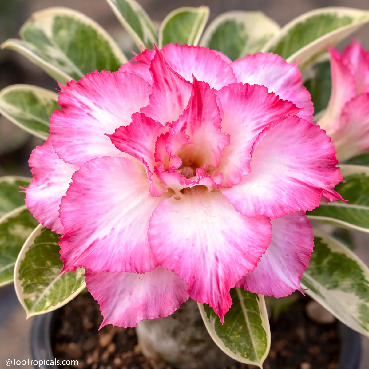 Desert Rose (Adenium) Wonderful Pink Variegated, Grafted Desert Rose (Adenium) Wonderful Pink Variegated, Grafted
