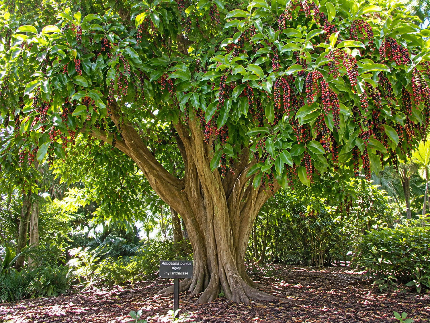 The original Antidesma bunius at Fairchild Tropical Botanic Garden - Florida legacy fruit Antidesma bunius (Bignay) tree with red and black fruit hanging from green leaves.