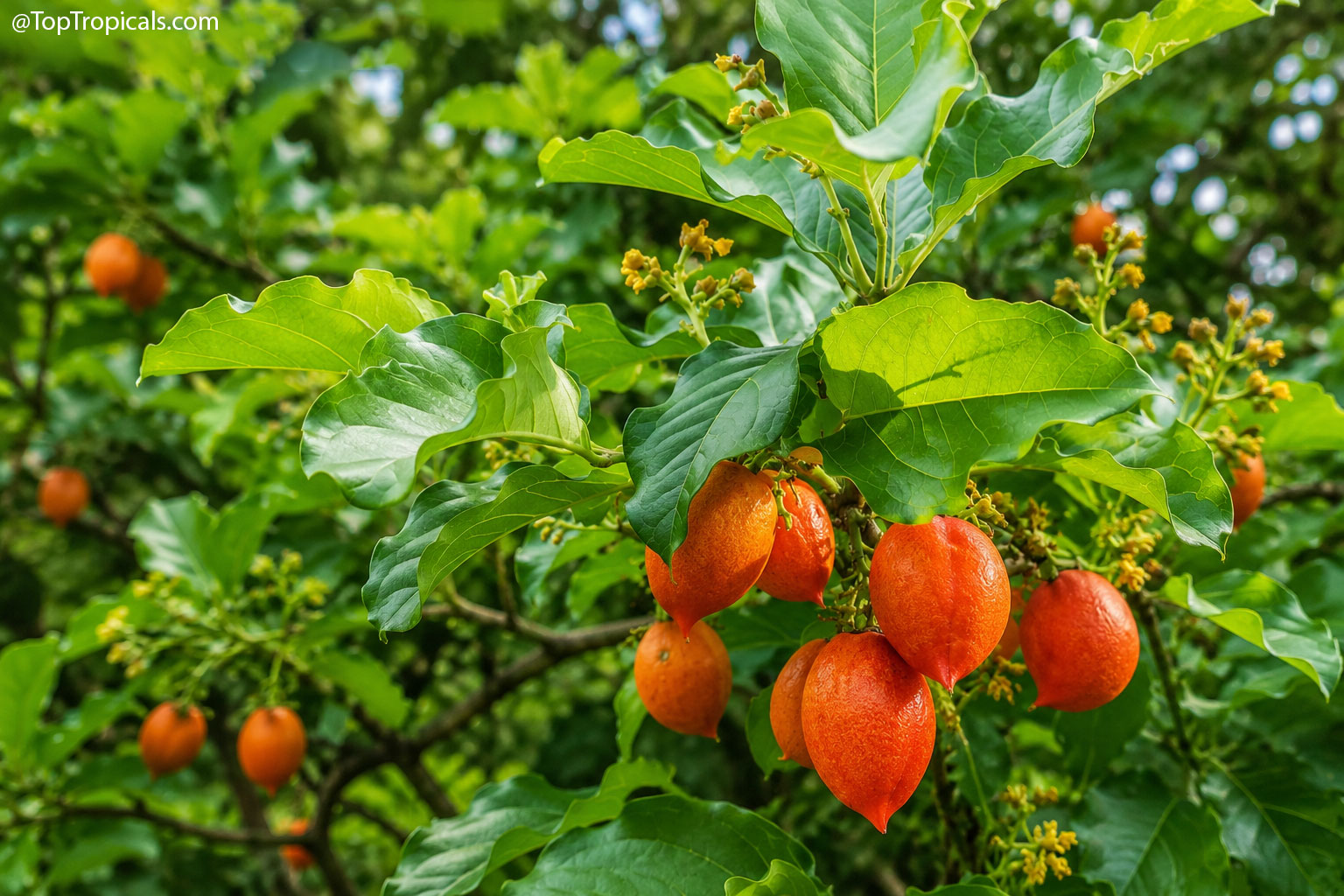 Bunchosia argentea (Peanut Butter Fruit Tree) heavy with orange fruit nestled among lush green foliage Bunchosia argentea (Peanut Butter Fruit Tree) orange fruit hanging from green leafy plant branches
