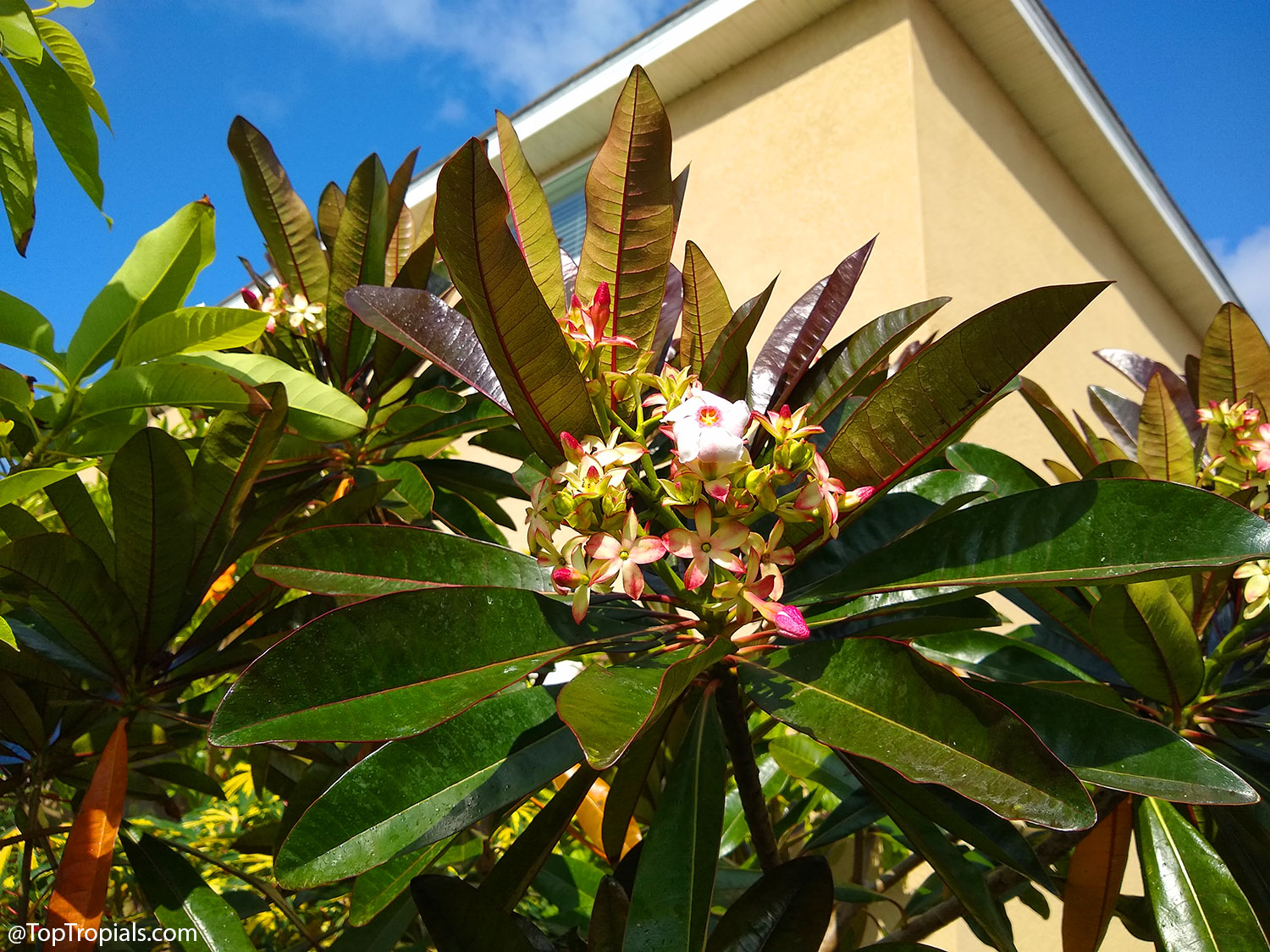 Mature Cerbera x manghas Enchanted Incense growing as a landscape tree
beside a house. The plant displays glossy dark green leaves, bronze-toned
new growth, and clusters of flowers and buds against a bright blue
sky.