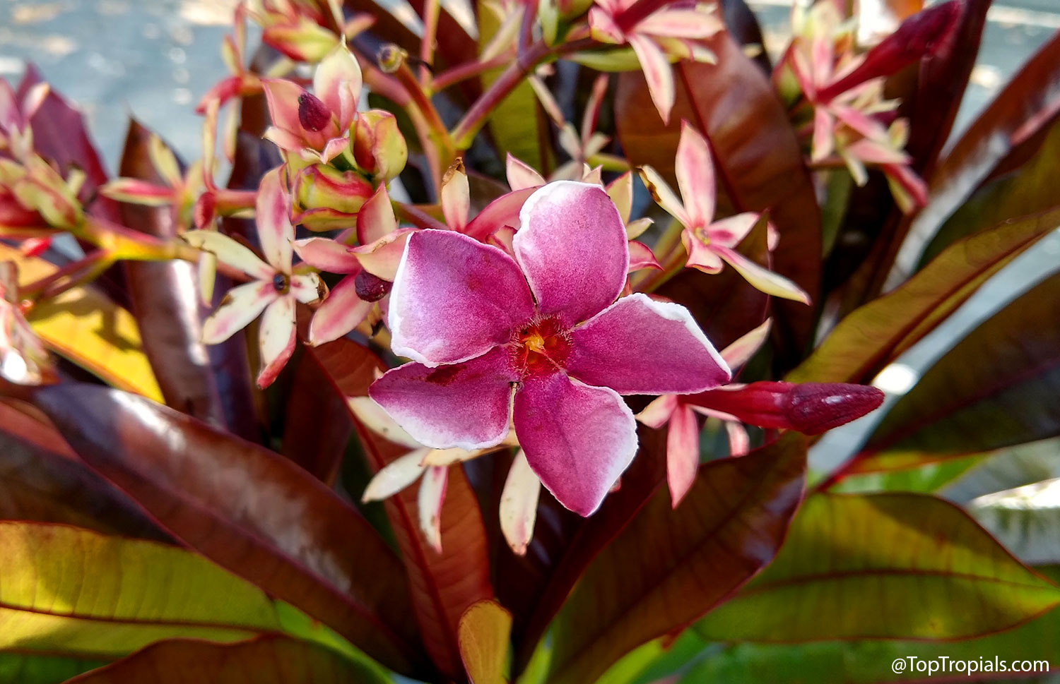 Close-up  of  a  pink-flowering  form  of  Cerbera  x  manghas  Enchanted 
 Incense,  featuring  velvety  rose-pink  petals  with  crisp  white  edges.  The 
 flower  is  surrounded  by  burgundy  foliage,  red  flower  buds,  and  pale  pink 
 star-shaped 
 calyces.