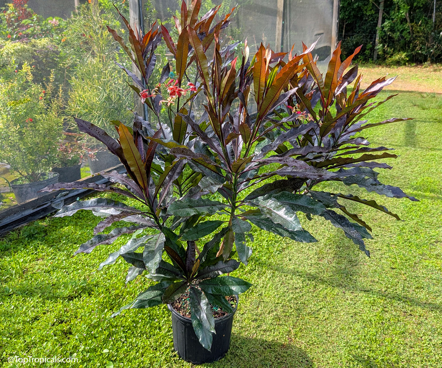 Full view of Cerbera x manghas Enchanted Incense growing in a nursery
container, displaying dramatic dark burgundy foliage with wavy-edged leaves
and clusters of unusual reddish-pink flowers. New growth emerges in rich
bronze tones, creating a striking tropical appearance.