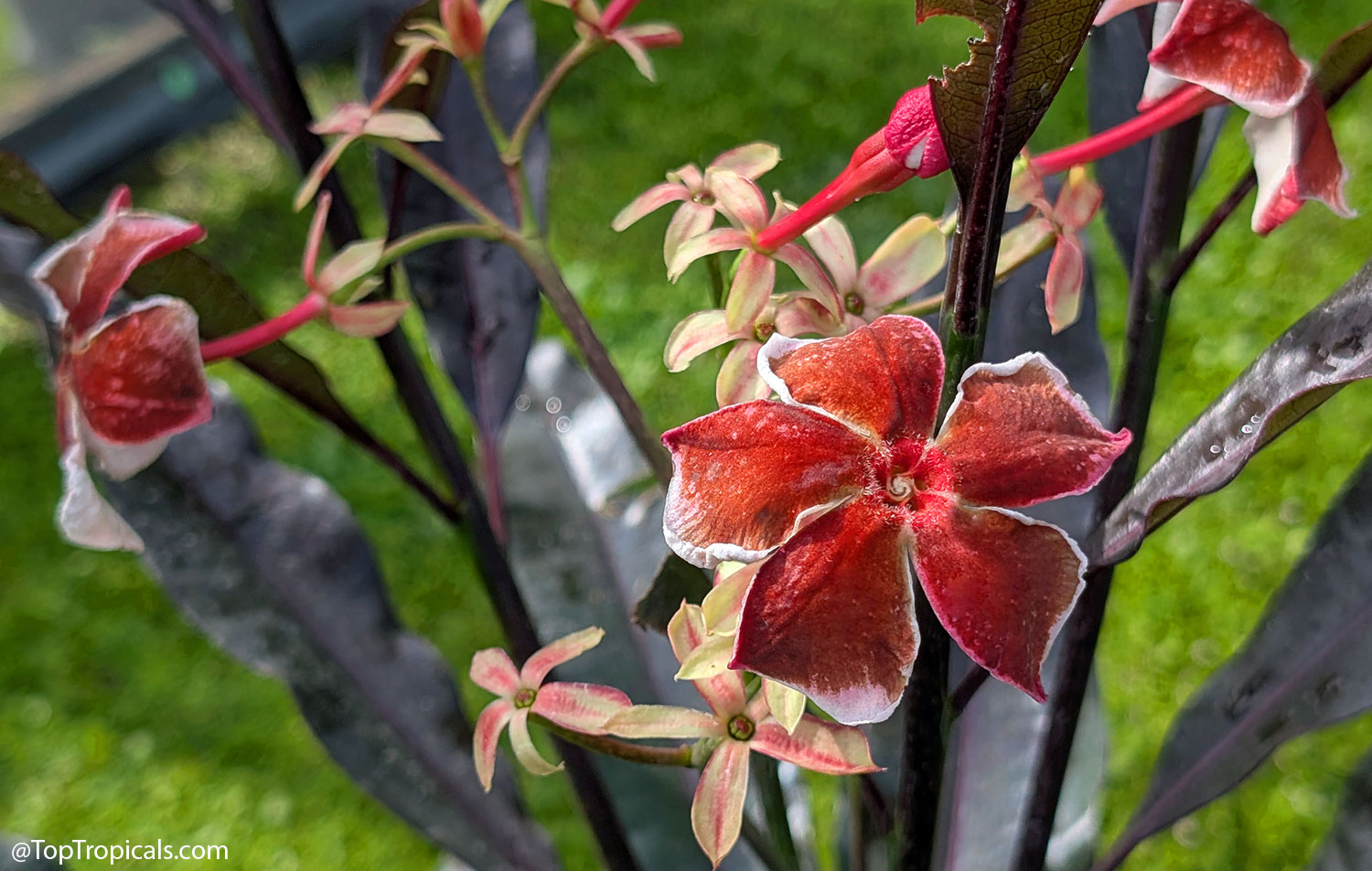 Close-up of Cerbera x manghas Enchanted Incense flowers nestled among
dark burgundy foliage. The unusual blooms feature velvety reddish-brown
petals edged in white, emerging from vivid pink flower tubes and surrounded
by pale star-shaped calyces.