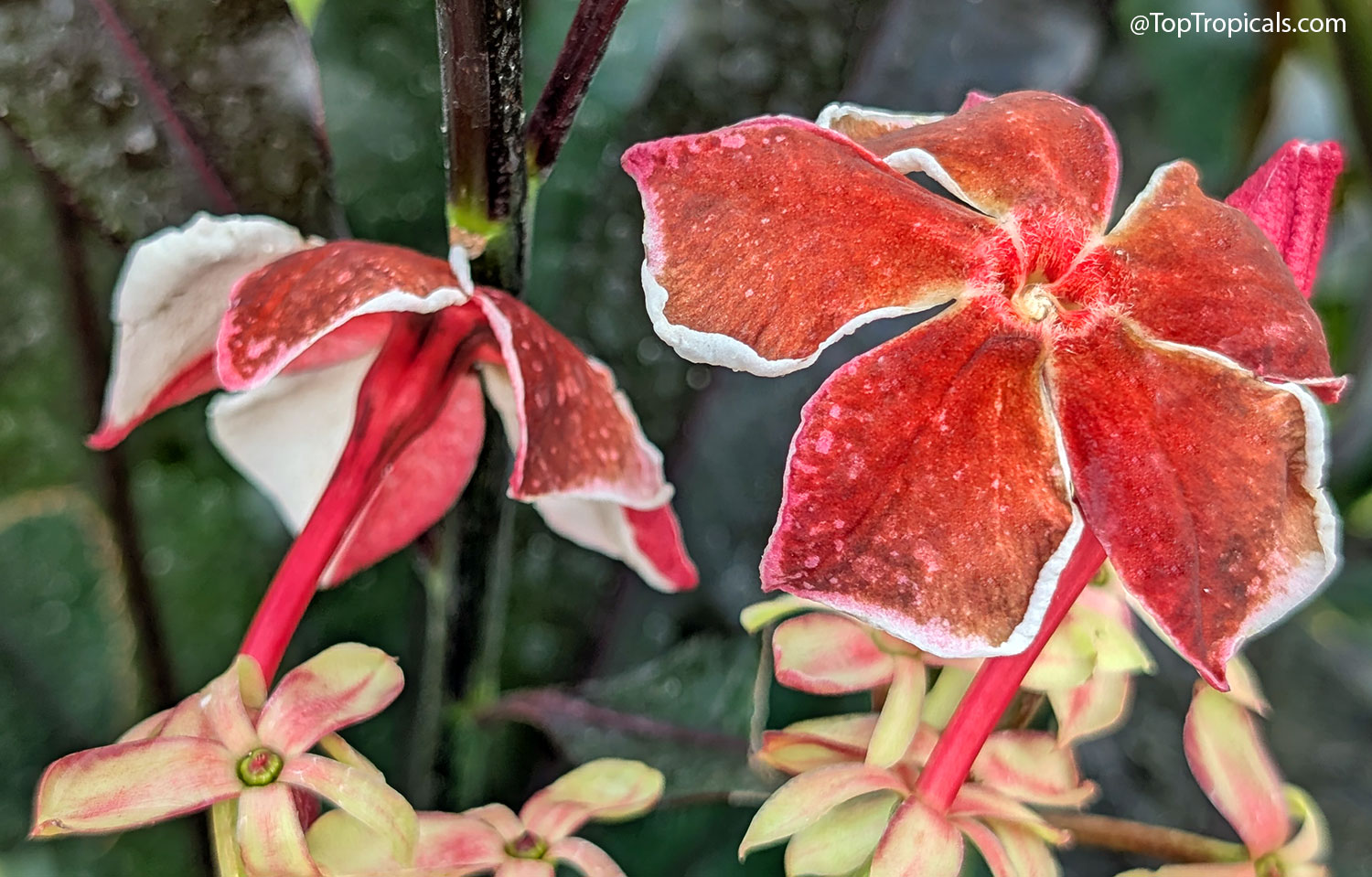 Close-up of Cerbera x manghas Enchanted Incense flowers showing rich
reddish-brown petals with soft white edges and bright pink flower tubes. The
unusual blooms are displayed against dark foliage, highlighting their
exotic shape and velvety texture.