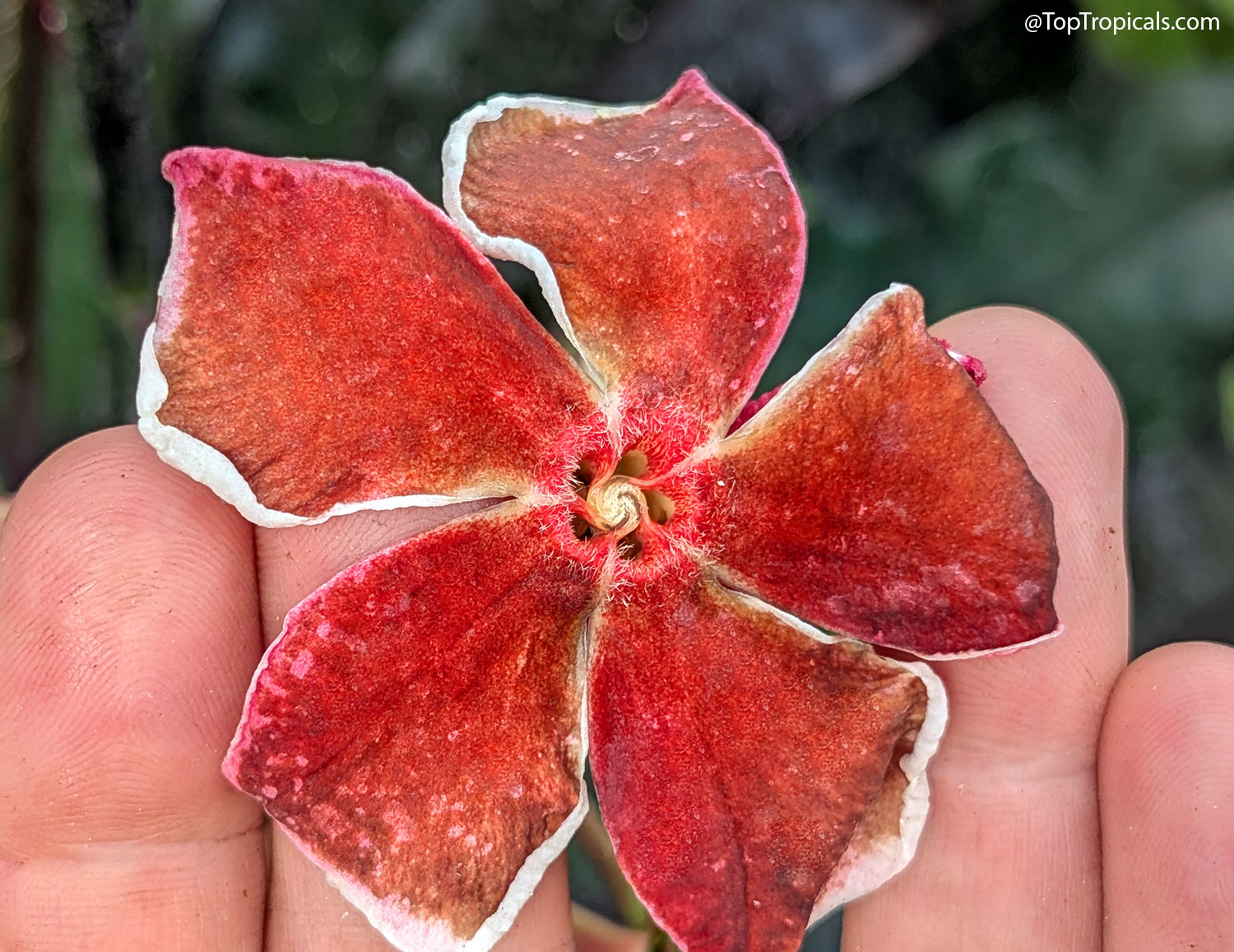 Macro close-up of a Cerbera x manghas Enchanted Incense flower resting
against a person's fingers for scale. The bloom features
velvety reddish-brown petals with narrow white margins and a fuzzy bright
pink
center, revealing the intricate details of this unusual tropical flower.