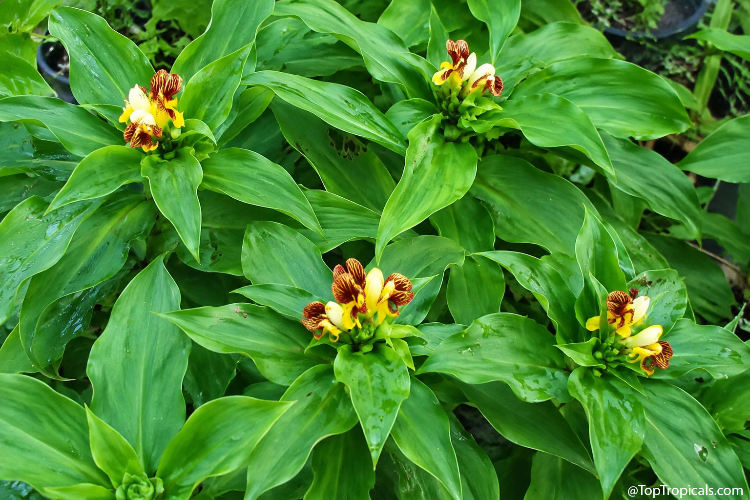 Costus igneus (Insulin Plant) with yellow orange flowers nestled between thick green spiral leaves. Costus igneus (Insulin Plant) yellow orange flower among lush green pointed leaves.