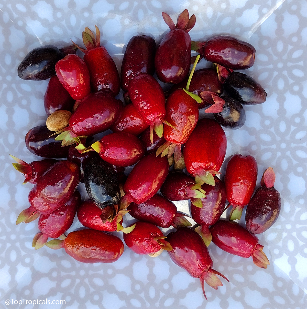 Harvested Cherry of the Rio Grande fruits (Eugenia aggregata cv.
Calycina) showing red to dark purple ripening stages
Caption: