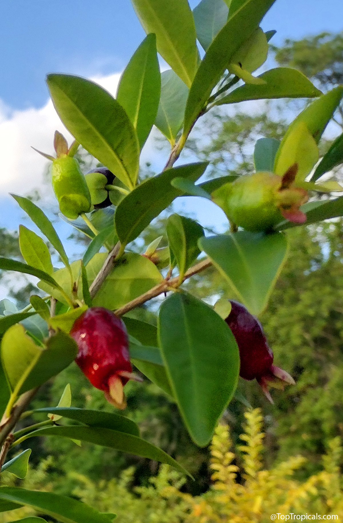 Eugenia calycina, Savannah Cherry Eugenia calycina, Savannah Cherry
