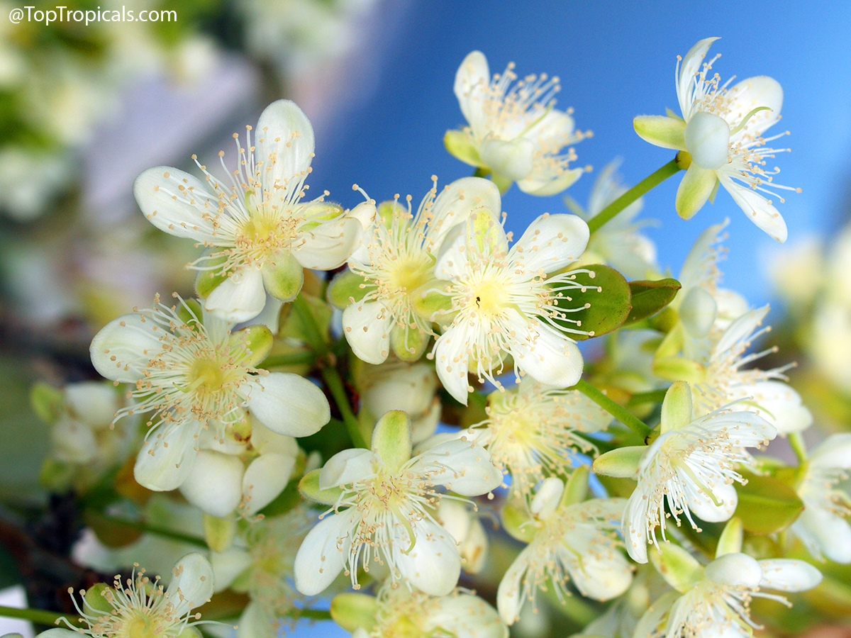 EGrumichama  flowers  (Eugenia  brasiliensis)  in  close-up  showing  white 
 


petals  and  long 
 


stamens