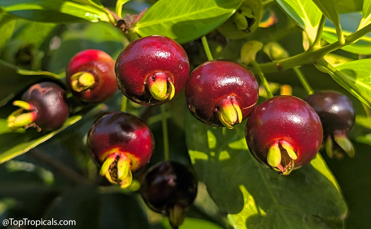 Ripe  Grumichama  fruits  (Eugenia  brasiliensis)  hanging  on  a  branch  with 
 


glossy 
 


leaves