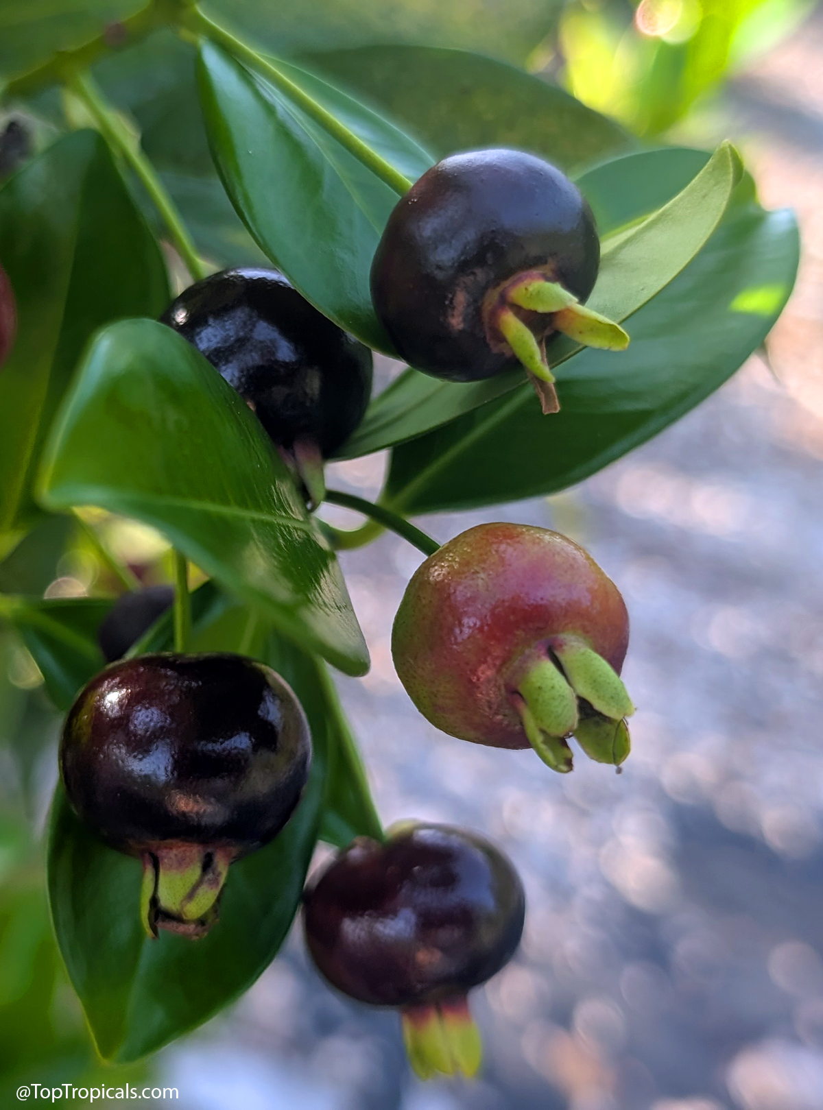 Eugenia brasiliensis fruit tree - Grumichama Eugenia brasiliensis fruit tree - Grumichama