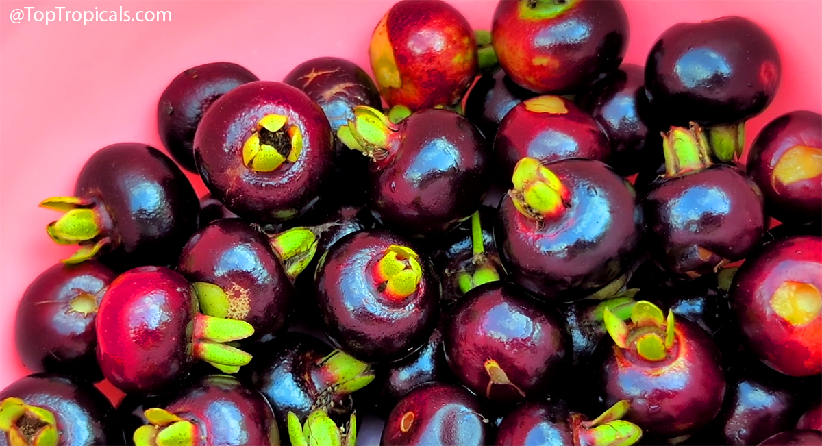 Freshly  harvested  Grumichama  fruits  (Eugenia  brasiliensis)  showing  dark
 
 
  purple  skin  and  green 
 


calyx