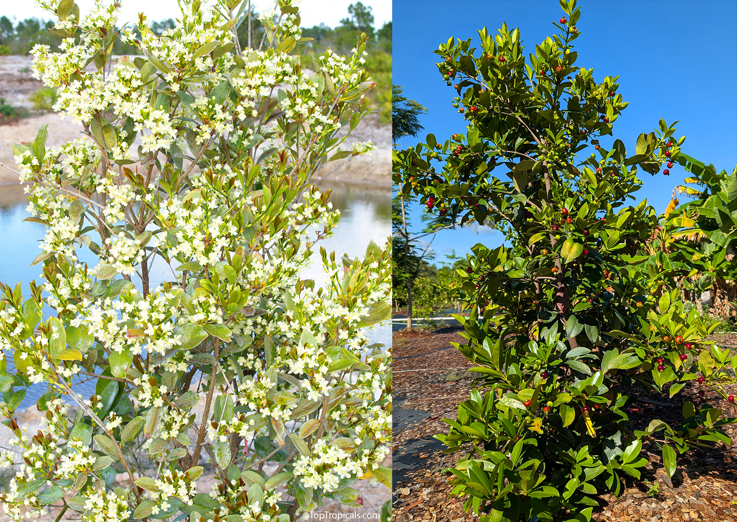 Grumichama  tree  (Eugenia  brasiliensis)  showing  white  flowers  and  ripe 
 


red  fruits  in  tropical  garden 
 


conditions
