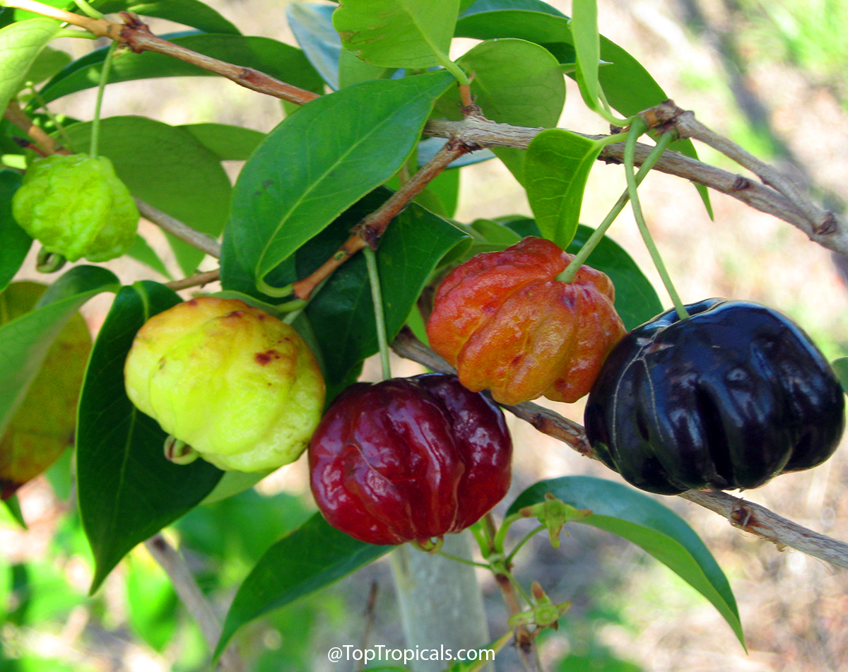 Eugenia uniflora Fruit plant, Surinam Cherry