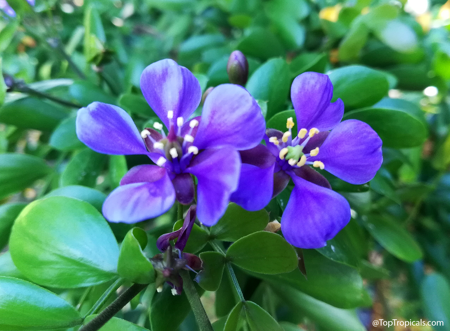 Guaiacum sanctum, Lignum Vitae, Tree of Life, Gaiac tree Guaiacum sanctum, Lignum Vitae, Tree of Life, Gaiac tree