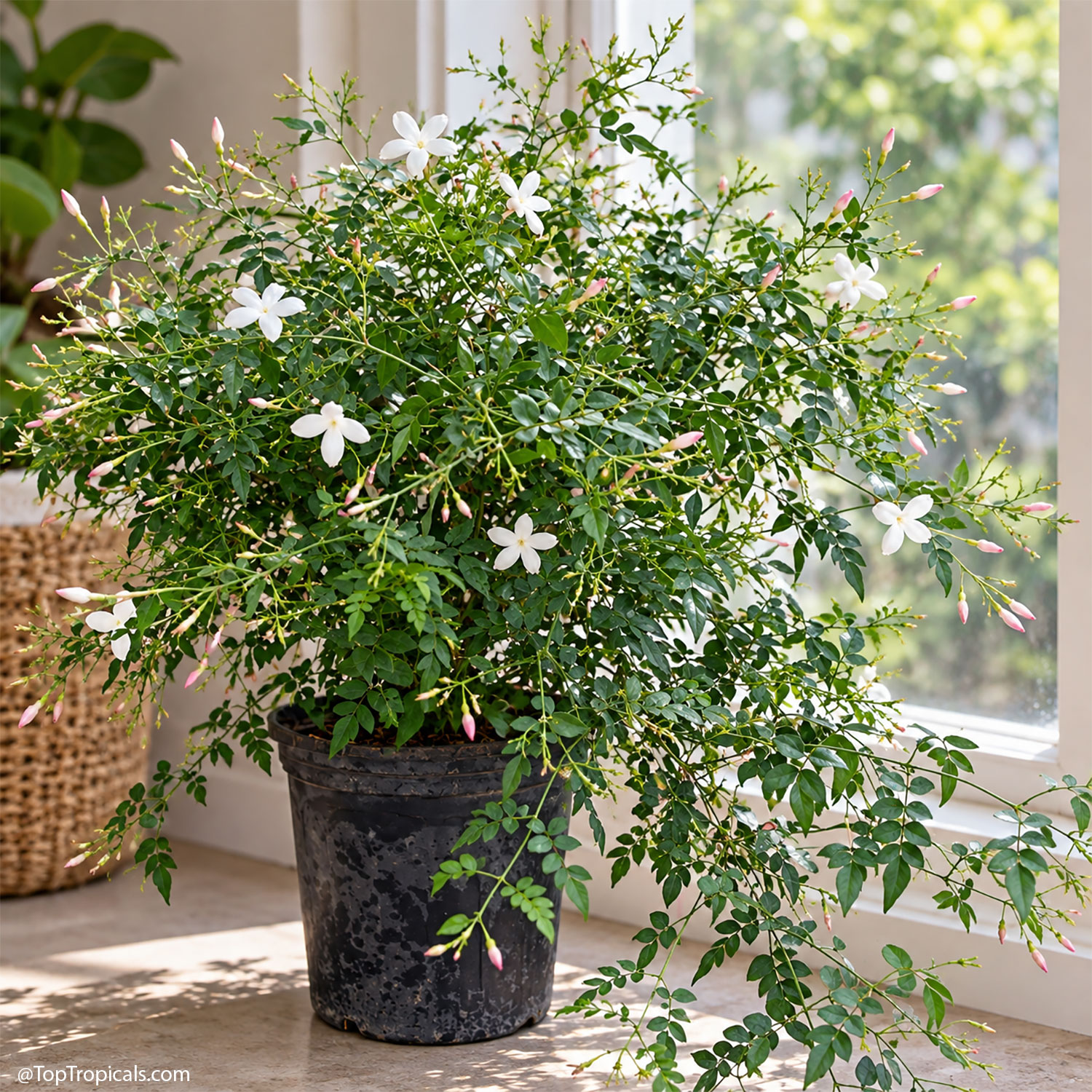 Jasminum officinale, French Perfume Jasmine, Fragrant Jasminum officinale, French Perfume Jasmine, Fragrant