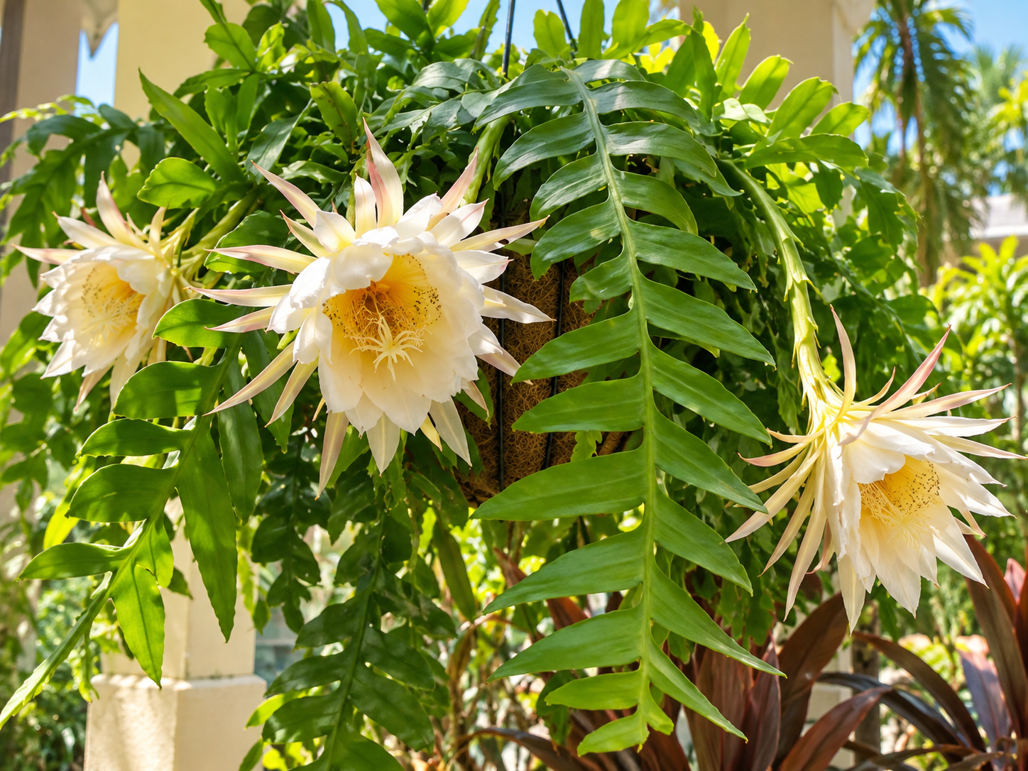 Epiphyllum (Selenicereus) chrysocardium - Marniera Epiphyllum (Selenicereus) chrysocardium - Marniera