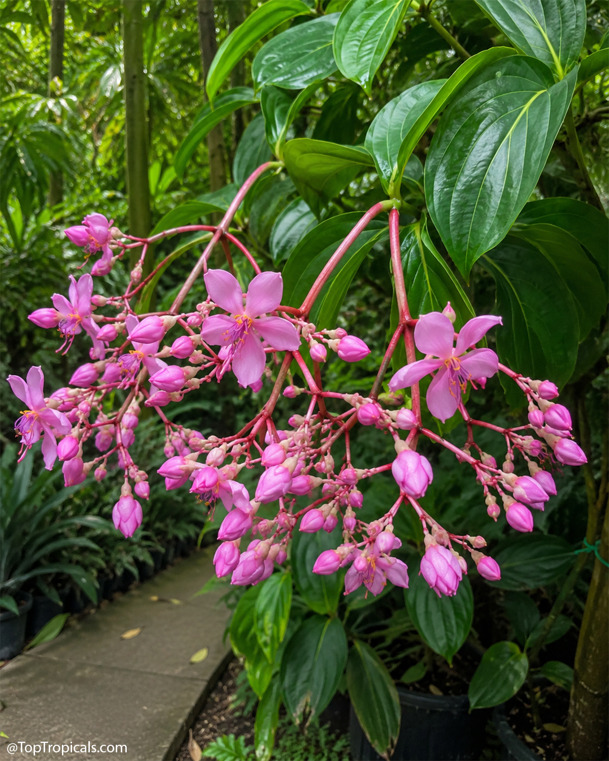 Medinilla sp. (Medinilla) hanging clusters of pink flowers with deep green foliage in the background Medinilla sp. (Medinilla) with pink flowers and lush green leaves in a close up view