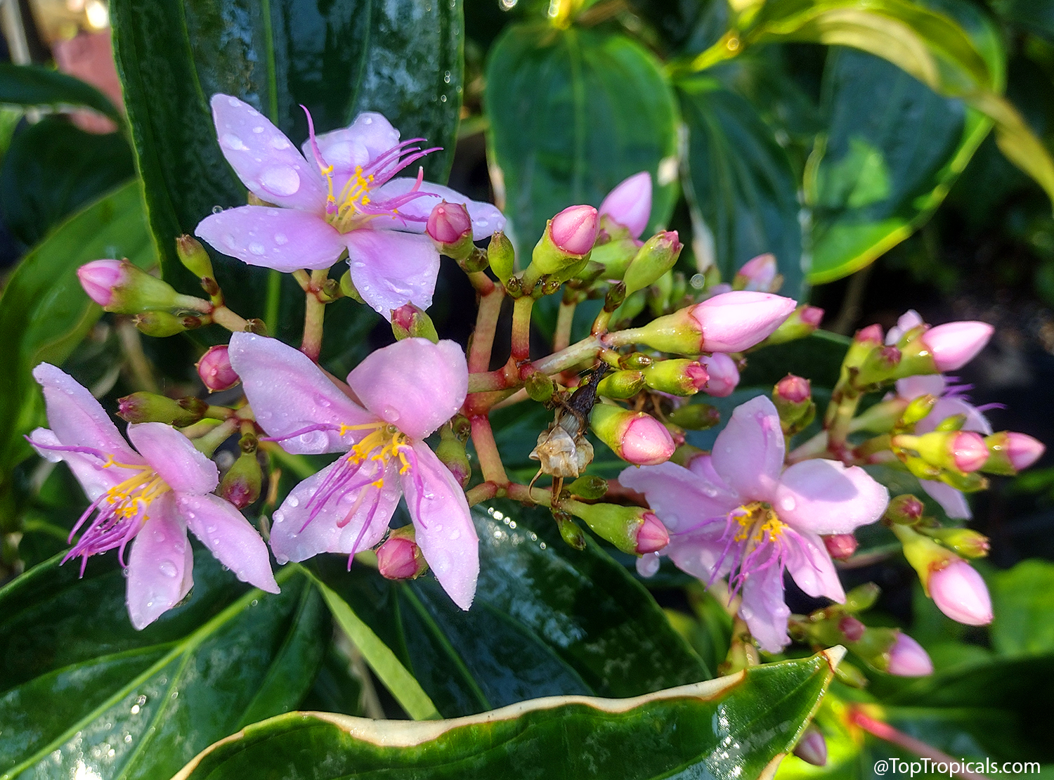 Medinilla sp. (Medinilla) pink flowers with yellow centers and green buds amid dark foliage Medinilla sp. (Medinilla) pink flower close up with water droplets on green waxy leaves