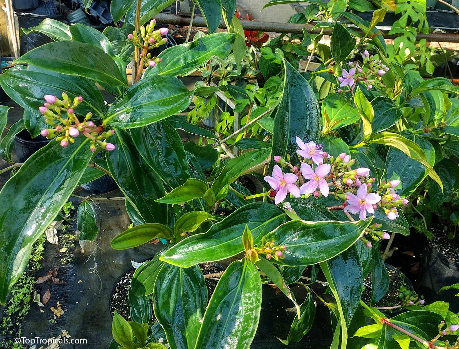 Medinilla sp. (Medinilla) with pink flowers and large, glossy green leaves on the healthy plant. Medinilla sp. (Medinilla) with pink flower buds and large glossy dark green leaves on plant
