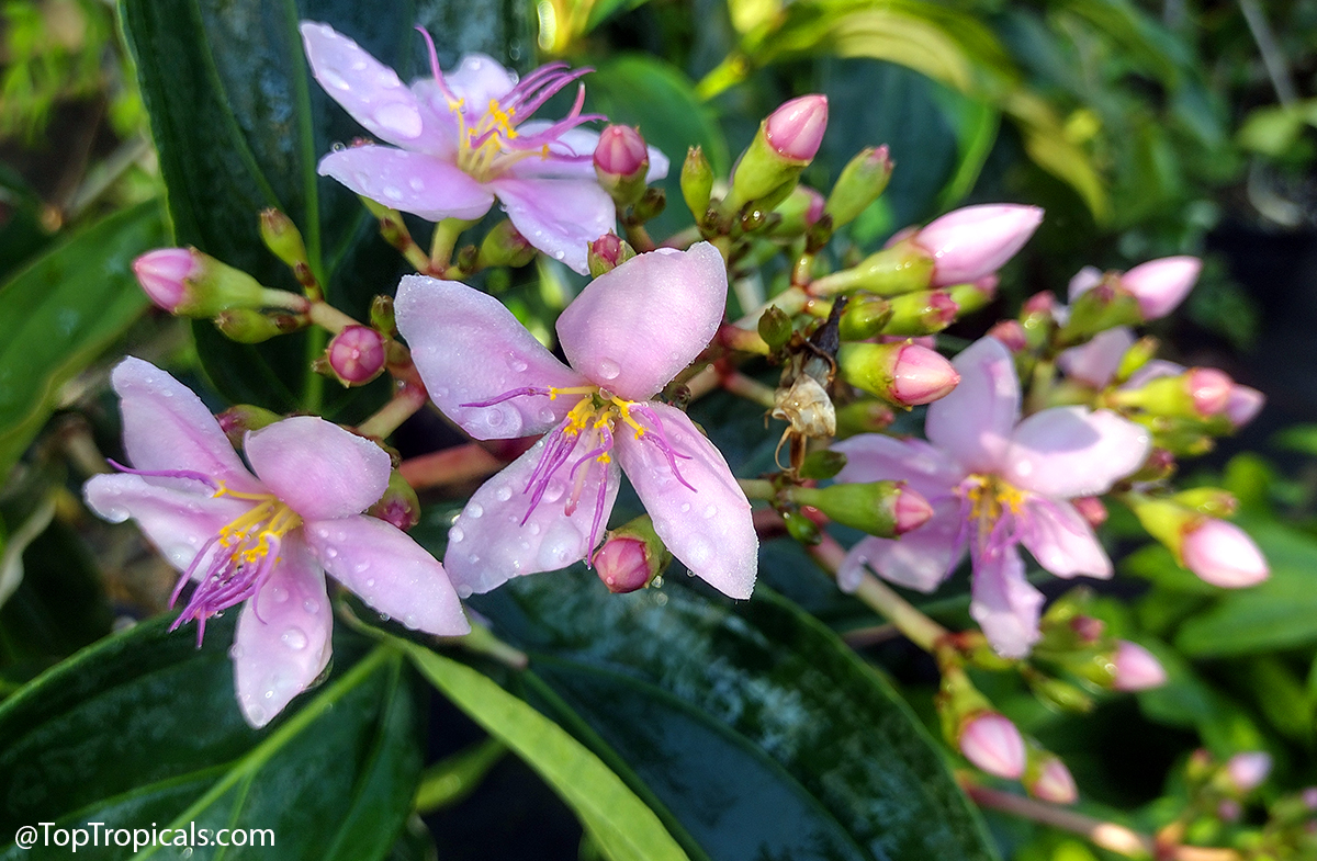 Medinilla sp. (Medinilla) with light pink flower clusters and water drops on oval leaves. Medinilla sp. (Medinilla) light pink flower, close up of delicate petals and yellow stamens.