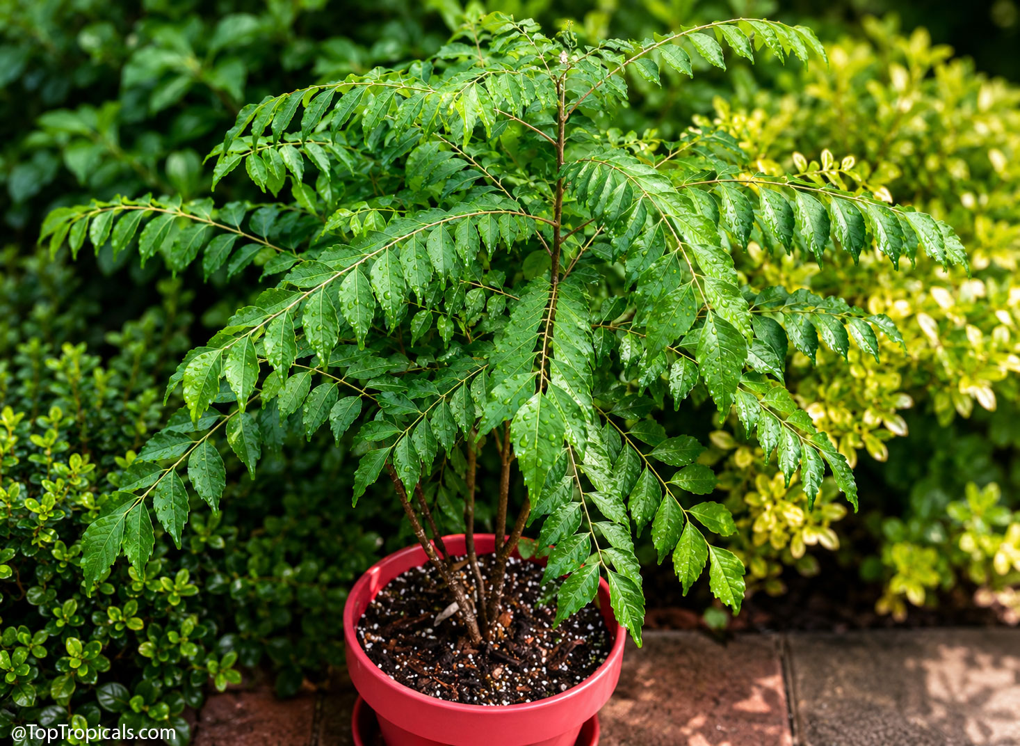 Murraya koenigii (Curry leaf) has numerous glossy green leaves and sits in a pink container. Murraya koenigii (Curry leaf) plant with glossy green leaves in a pink container.