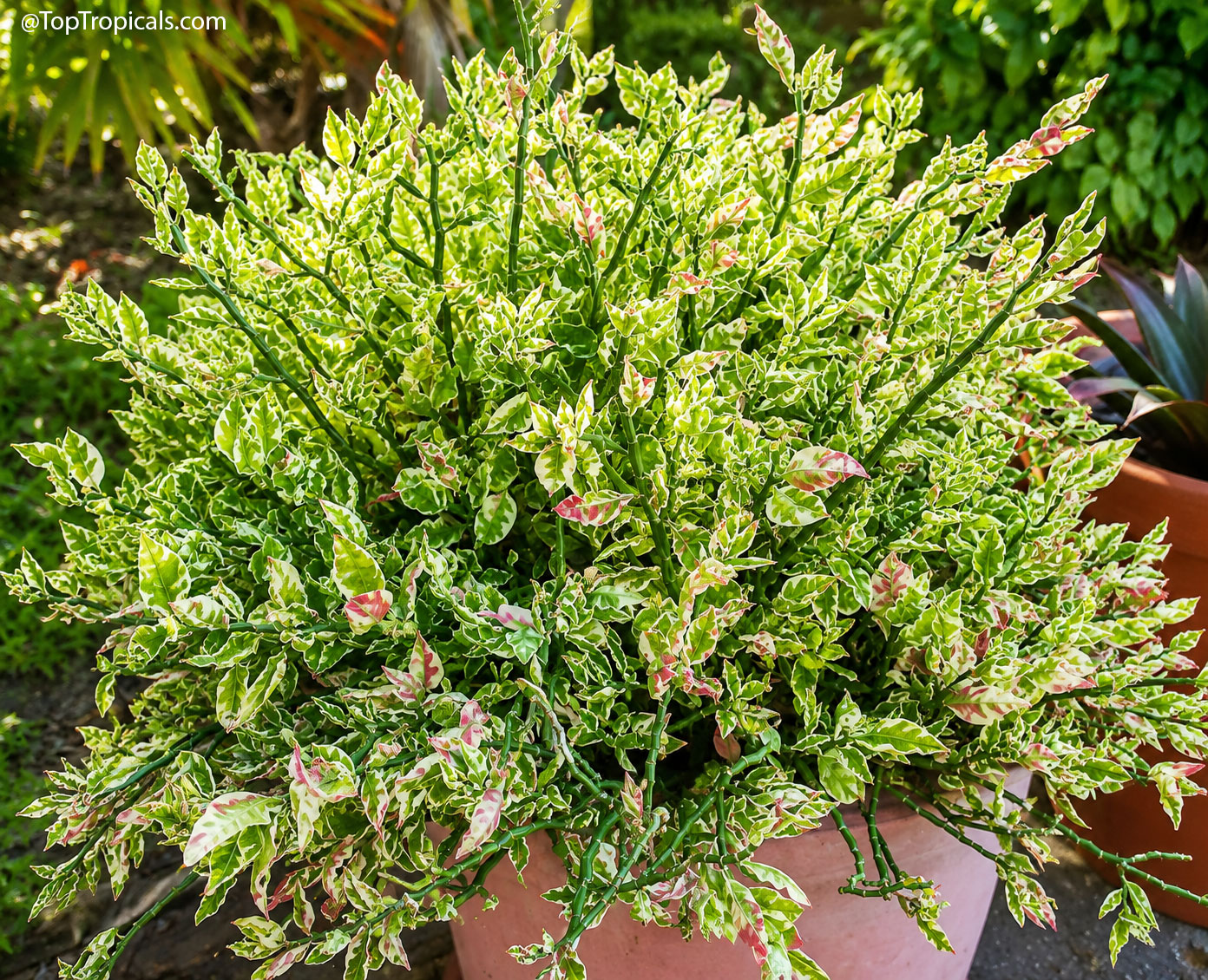 Euphorbia tithymaloides (Devil's backbone) is a dense shrub with zig-zag stems and variegated foliage. Euphorbia tithymaloides (Devil's backbone) plant with green, white, and pink variegated zig-zag leaves.