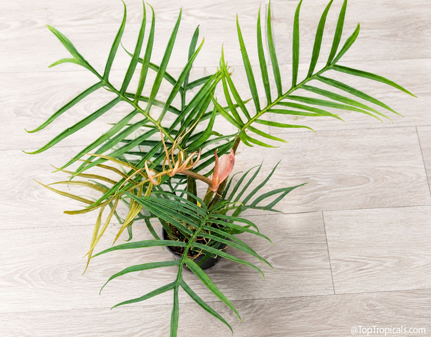 Philodendron tortum - Fern Leaf Philodendron Philodendron tortum - Fern Leaf Philodendron