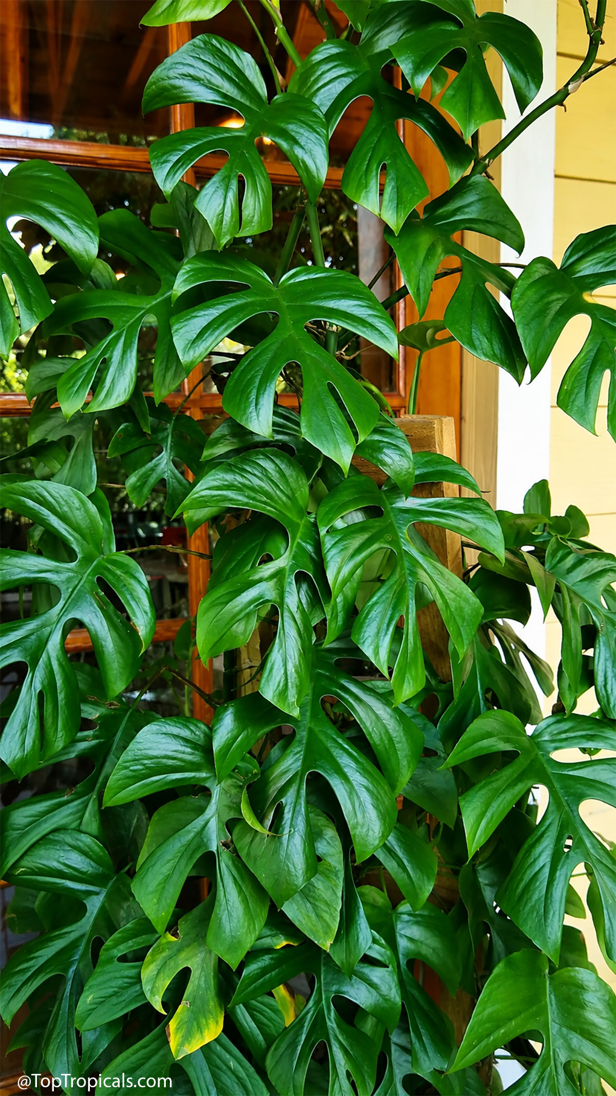 Rhaphidophora tetrasperma (Mini Monstera) with vining stems and unique, deep-cut green leaves. Rhaphidophora tetrasperma (Mini Monstera) with green split leaves covering a wooden climbing trellis.