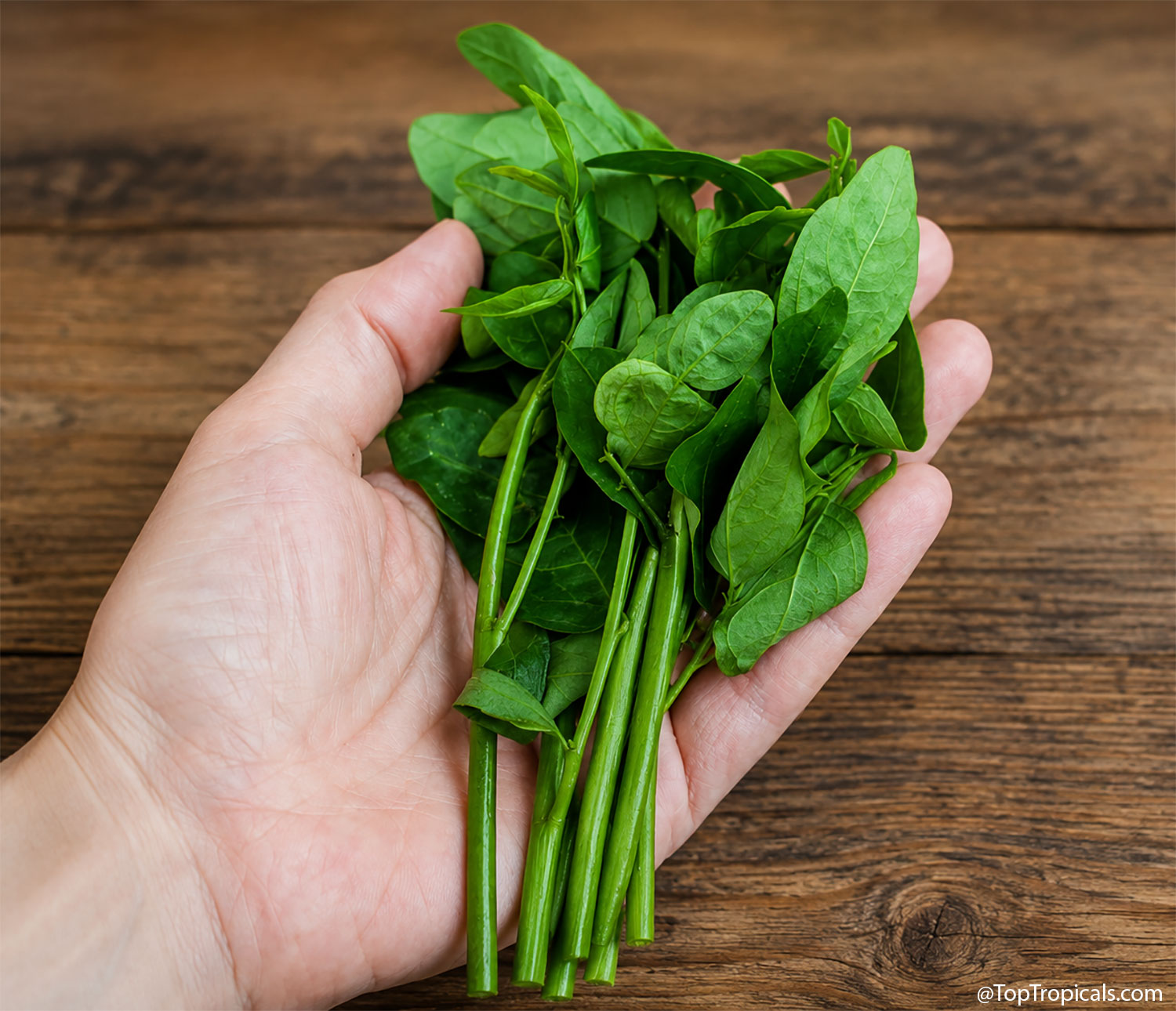 Breynia androgyna (Katuk) stems with smooth green leaves held in a palm. Breynia androgyna (Katuk) green leaves in a close up held in hand.