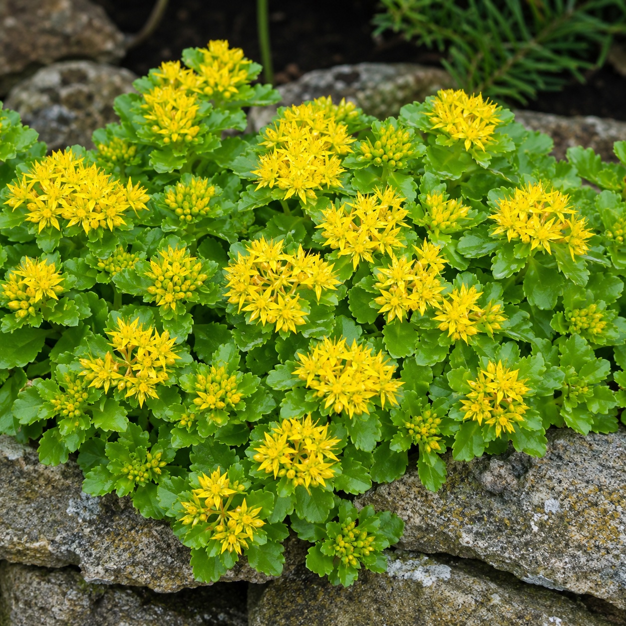 Sedum kamtschaticum - Orange Stonecrop, Phedimus kamtschaticus Sedum kamtschaticum - Orange Stonecrop, Phedimus kamtschaticus