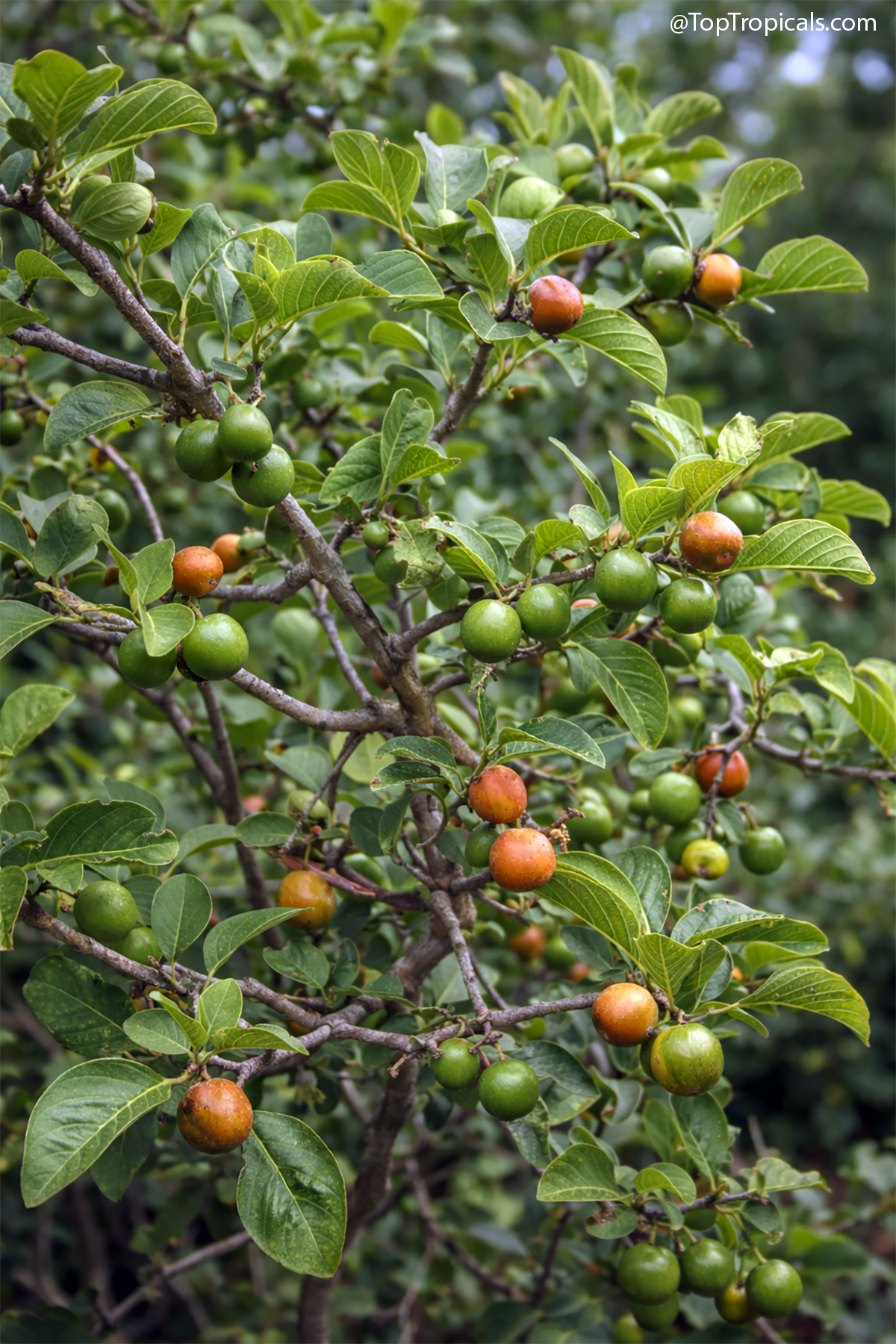 Vangueria infausta - Spanish Tamarind Vangueria infausta - Spanish Tamarind