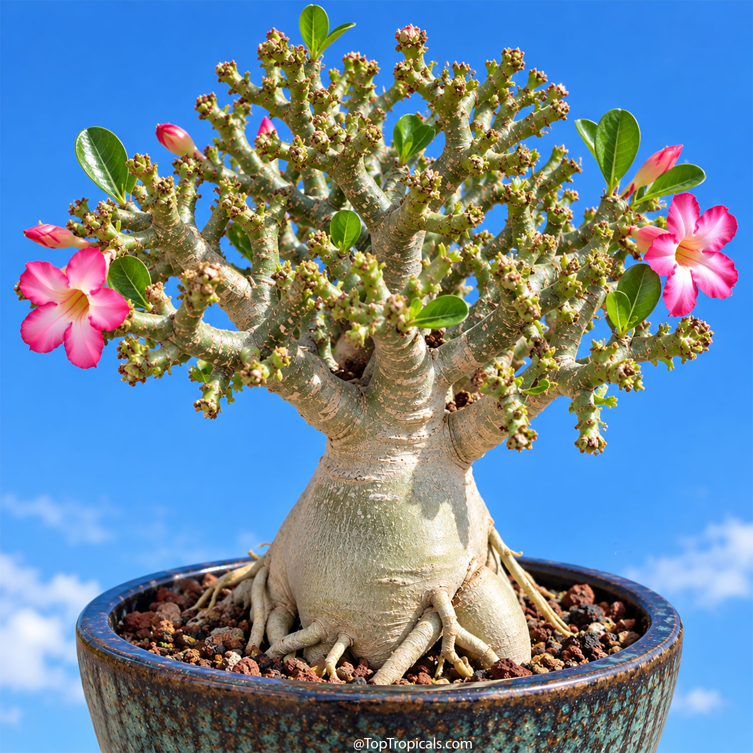 Adenium Coral Cristata, Crested Desert Rose, Grafted Adenium Coral Cristata, Crested Desert Rose, Grafted