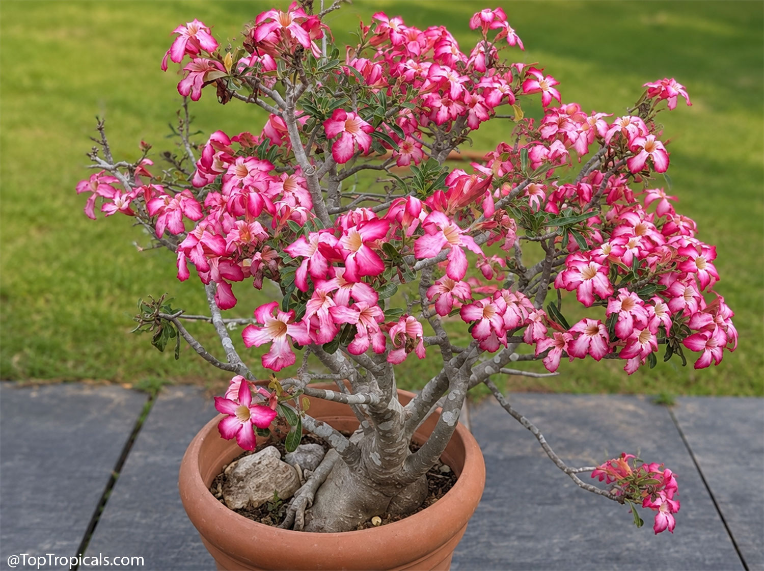 Desert Rose Flamingo Glow (Adenium x arabicum) Desert Rose Flamingo Glow (Adenium x arabicum)