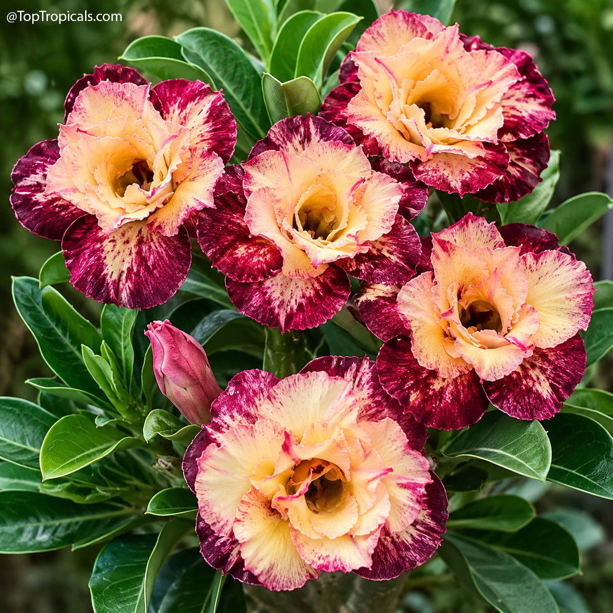 Desert Rose (Adenium) Angel Wing, Grafted Desert Rose (Adenium) Angel Wing, Grafted