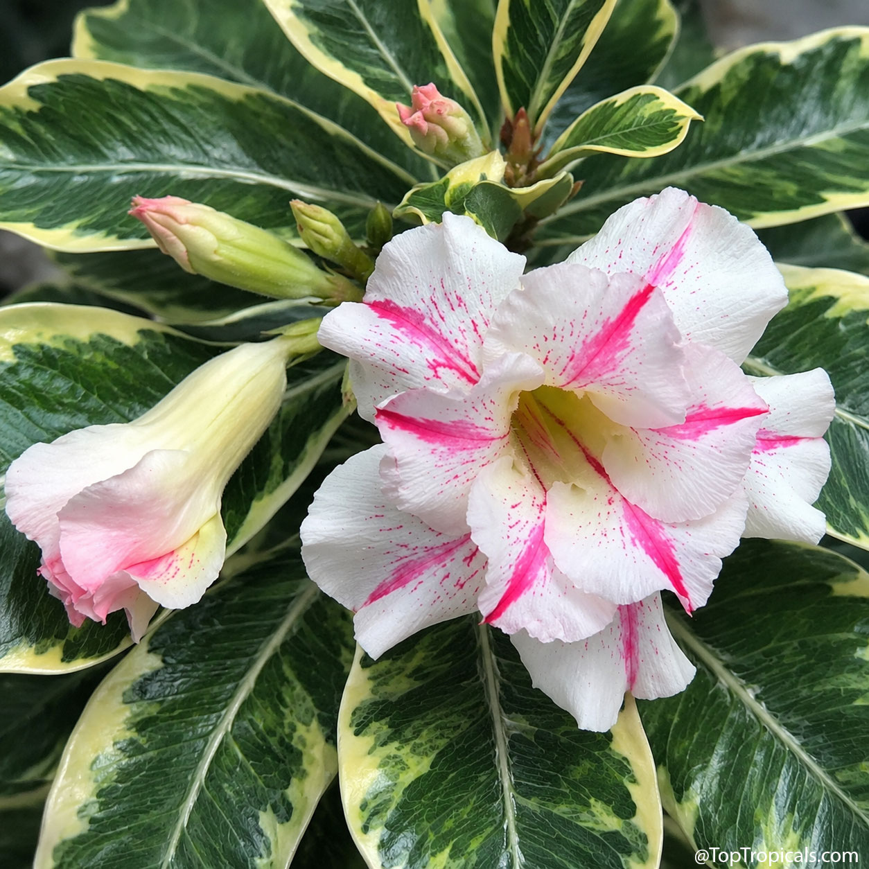 Desert Rose (Adenium) Best of Siam, variegated, Grafted Desert Rose (Adenium) Best of Siam, variegated, Grafted