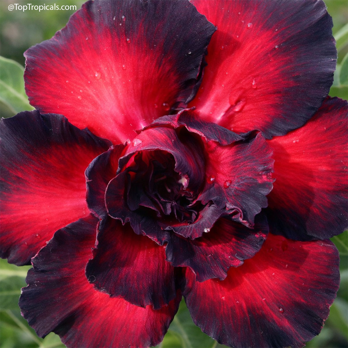 Desert Rose (Adenium) Black Rahu, Grafted Desert Rose (Adenium) Black Rahu, Grafted