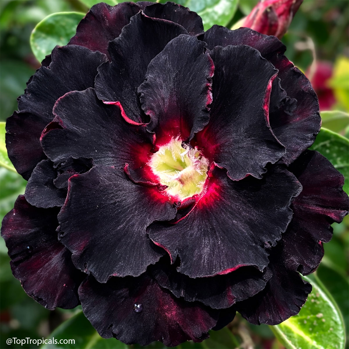 Desert Rose (Adenium) Black Swan, Grafted Desert Rose (Adenium) Black Swan, Grafted