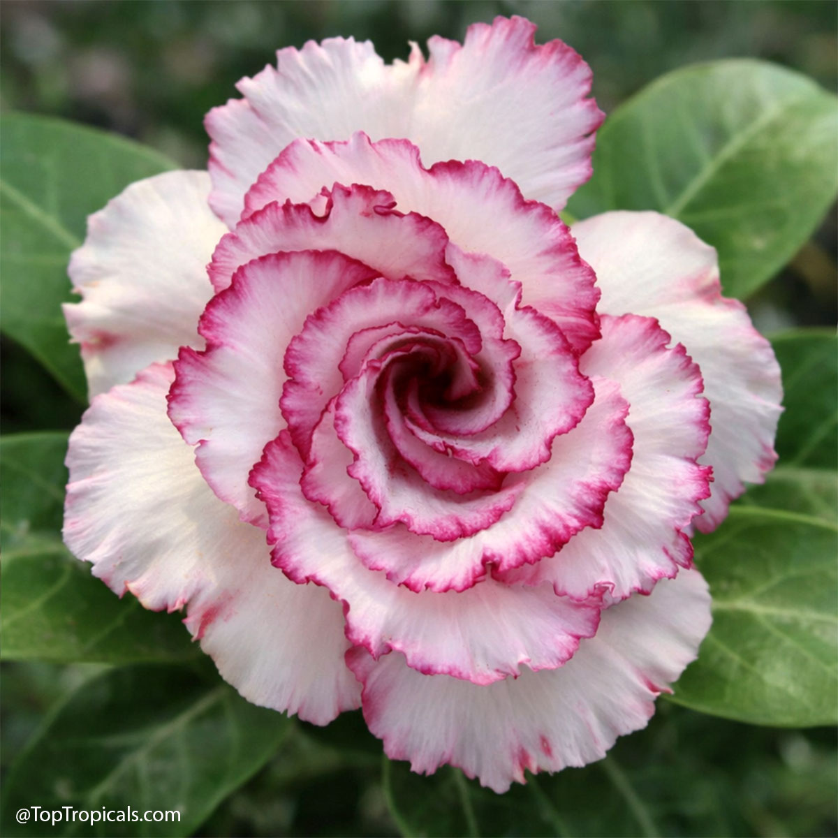 Desert Rose (Adenium) Carnation, Grafted Desert Rose (Adenium) Carnation, Grafted