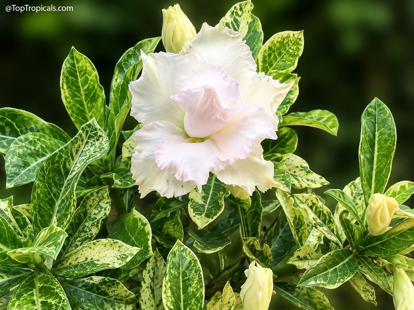 Desert Rose (Adenium) Frozen White Variegated, Grafted Desert Rose (Adenium) Frozen White Variegated, Grafted