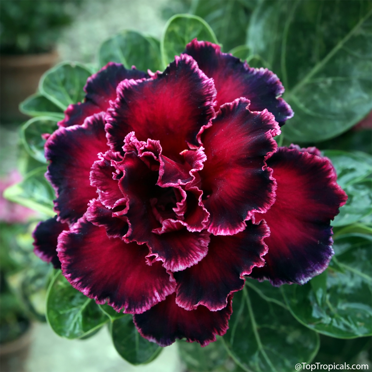 Desert Rose (Adenium) Hong Hern, Grafted Desert Rose (Adenium) Hong Hern, Grafted