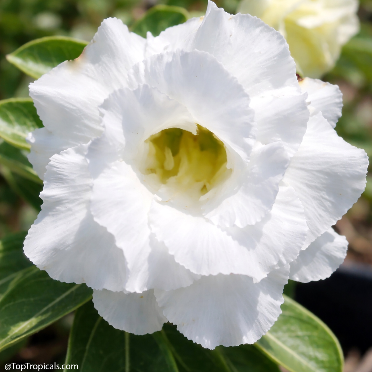 Desert Rose (Adenium) Jasmine, Grafted Desert Rose (Adenium) Jasmine, Grafted