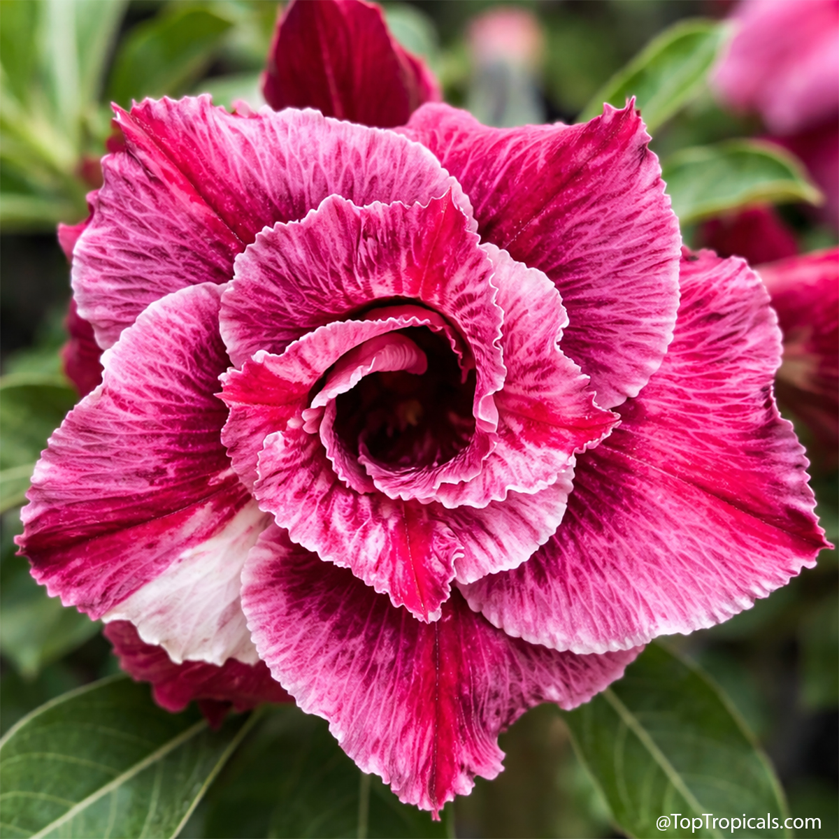 Desert Rose (Adenium) Kimson Red, Grafted Desert Rose (Adenium) Kimson Red, Grafted